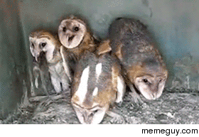 Its an owl thing you wouldnt understand