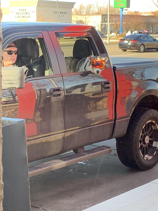 Its cold out but this dog is even more cool