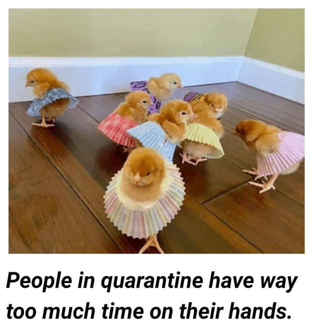 Its for the birbs