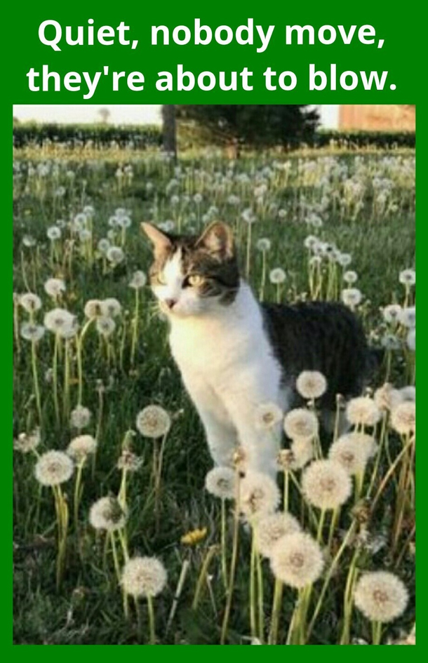 Its like a Dandelion minefield