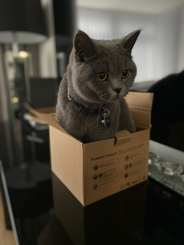 Its my cats birthday SAY HAPPY BIRTHDAY