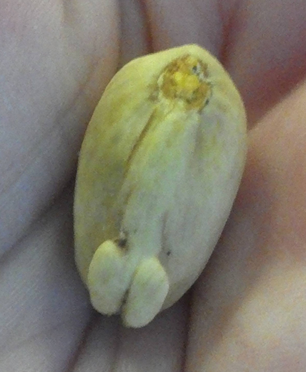Its no Buttato but heres the Penistachio I found some years back