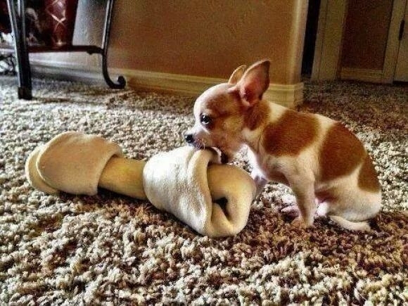 Its not the size of the dog in the fight its the size of the fight in the dog