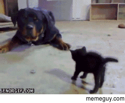 Its not the size of the dog in the fight its the size of the kitten in the wait Im confused now