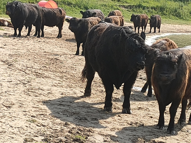 Its quite fun when u go out to swim and find a flock of wild cows vibin