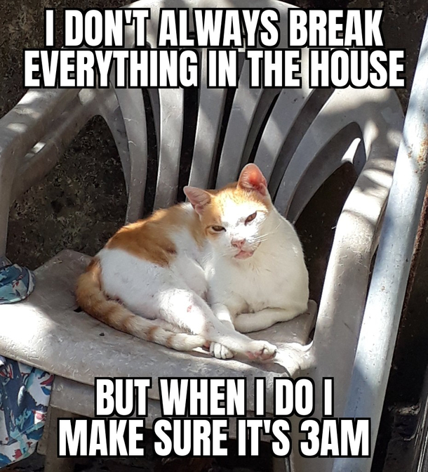 Its real catto hours