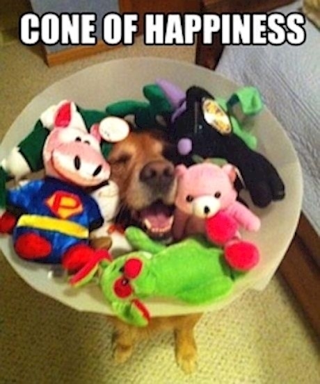 Its so much better than the cone of shame
