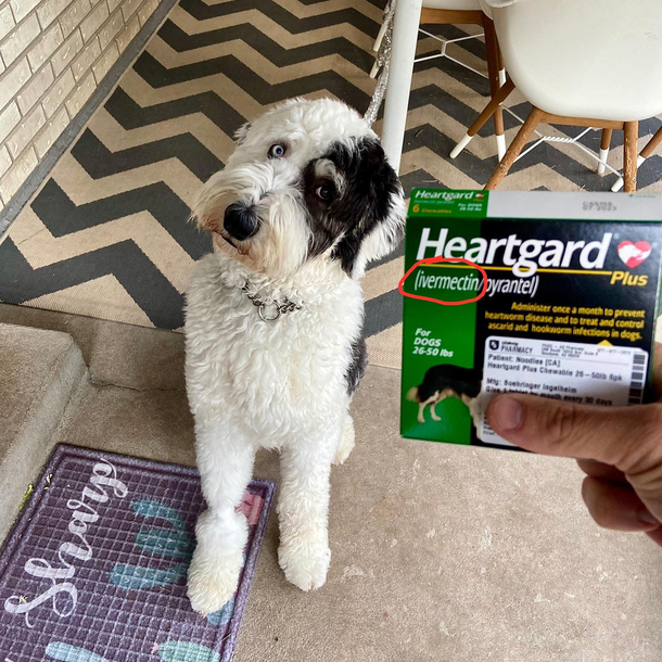 Its the first of the month Dont forget to give your best friend their Covid treatment