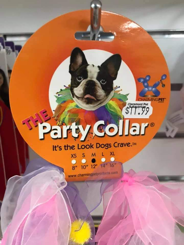Its the look dogs crave