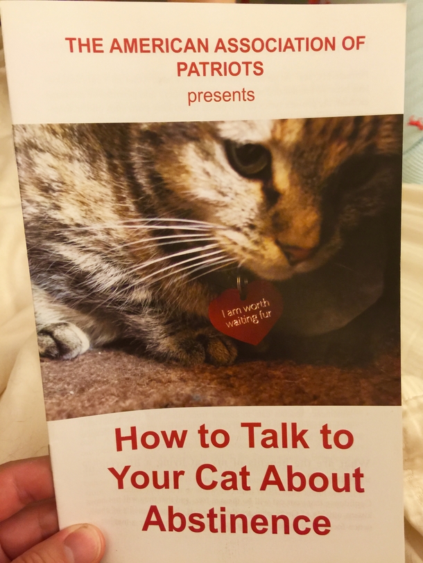 Its time for the talk with my impressionable kitten