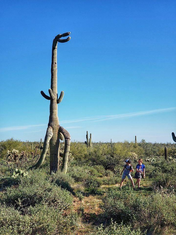 Ive always wondered what a T-Rex cactus would look like