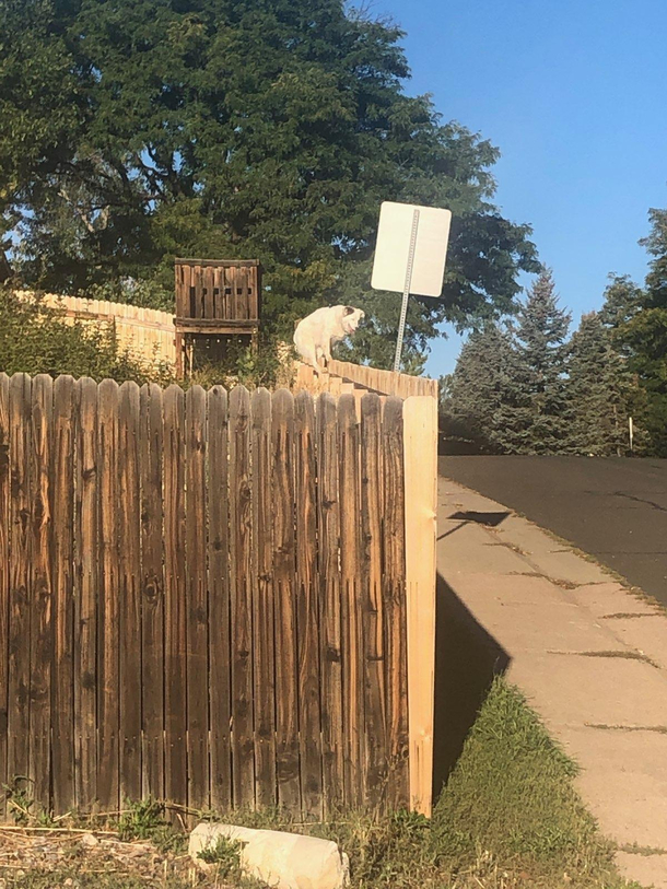 Ive always wondered what my dog did while I was in class Today thanks to my neighbor I found out