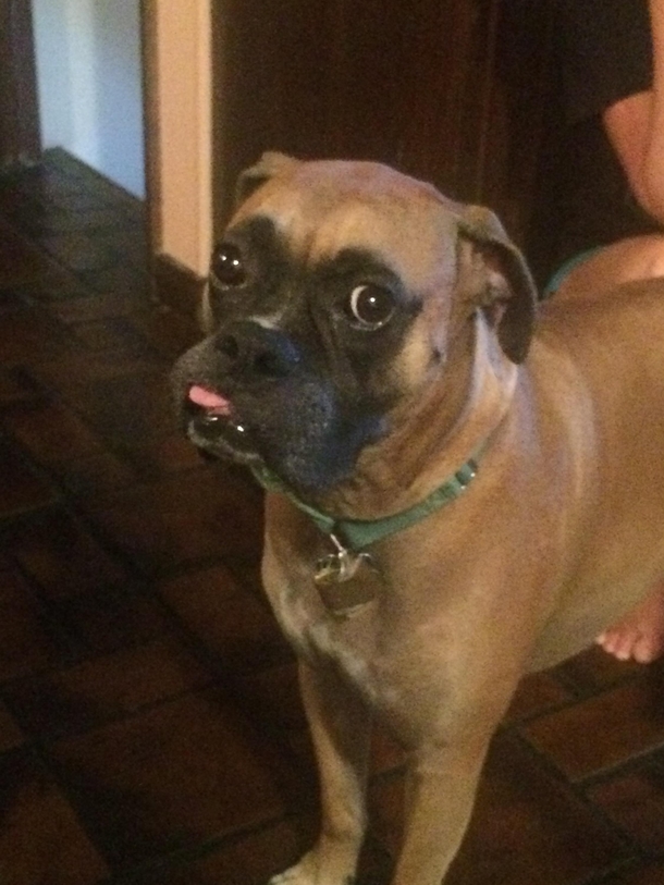 Ive been waiting for the right picture of my SOS dog and its here