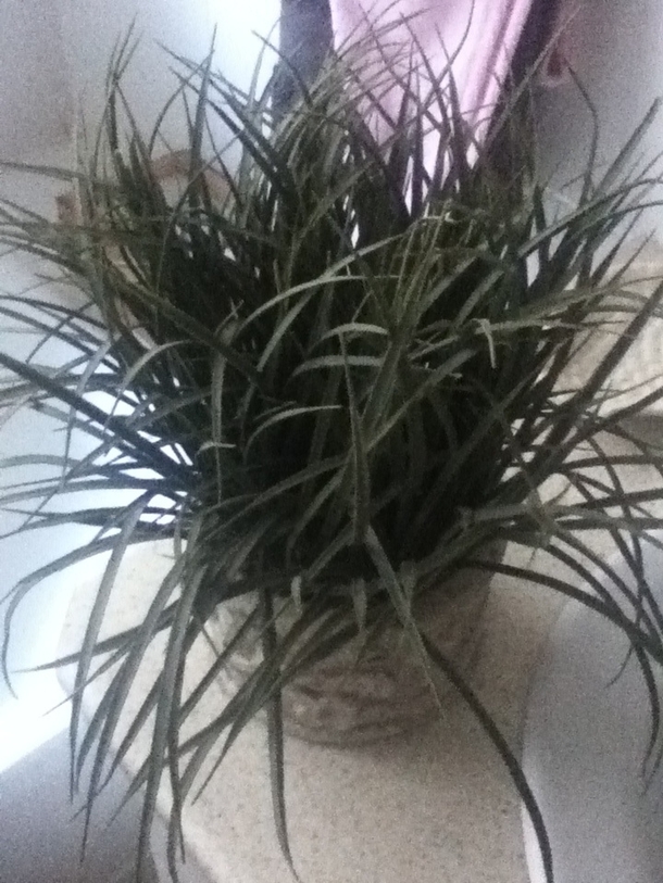 Ive been watering this for  years My mum just told me its plastic Shit