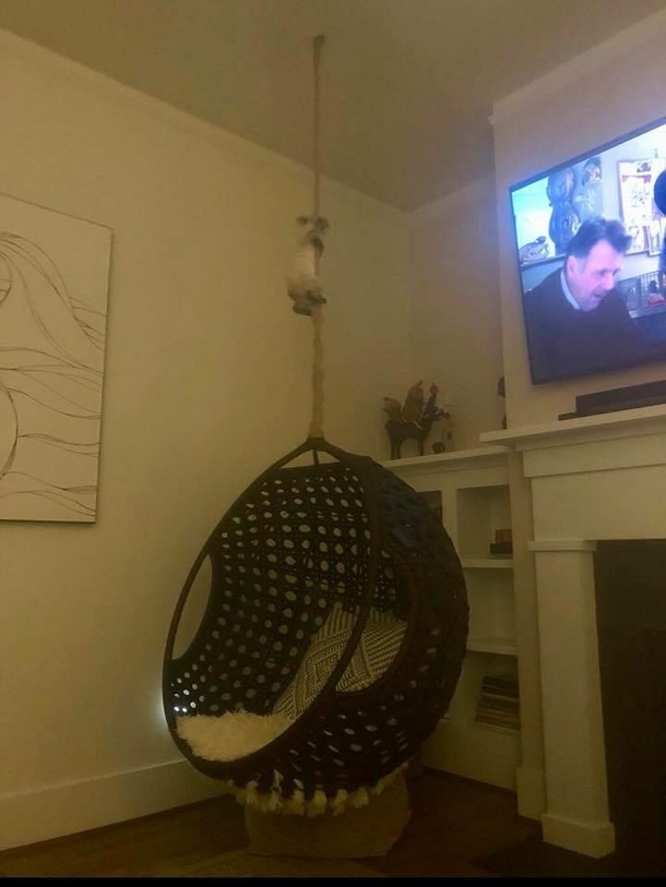 Ive failed as a cat dad Shes on the pole