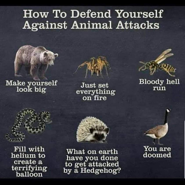 Ive fought many a goose and Ive always lost