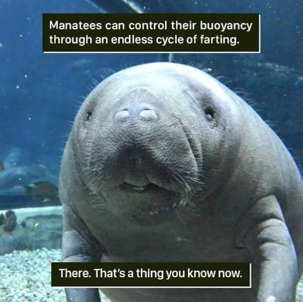 Ive found my spirit animal