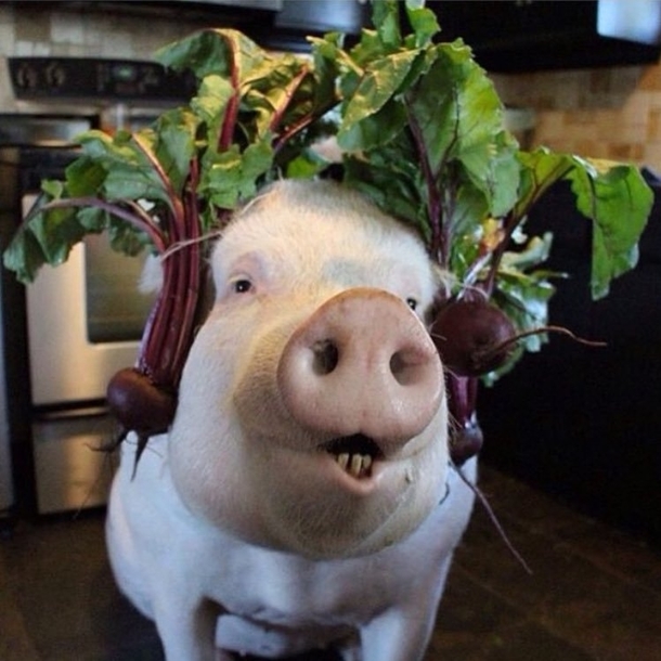 Ive heard good things about these Beets headphones