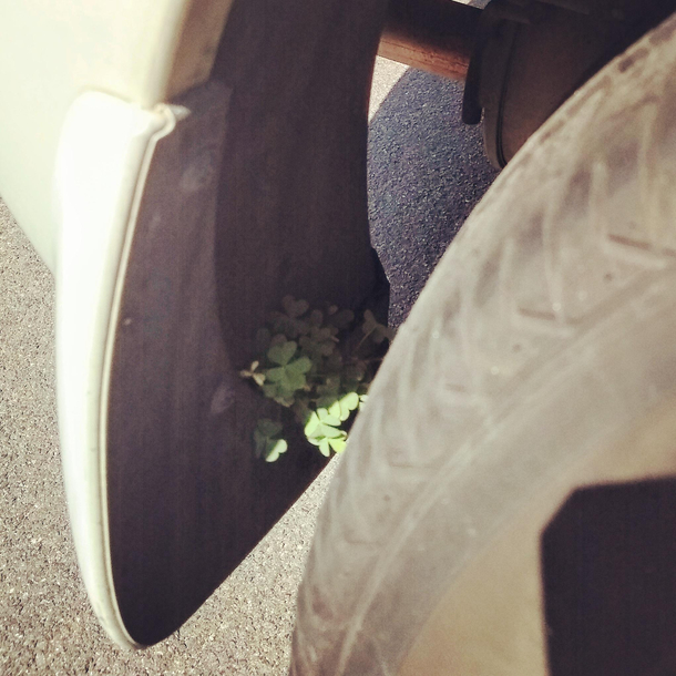 Ive never been able to keep a house plant alive but this car plant is doing pretty good 