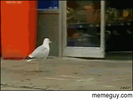 Ive seen a lot of perfect crime gifs but here is my favorite