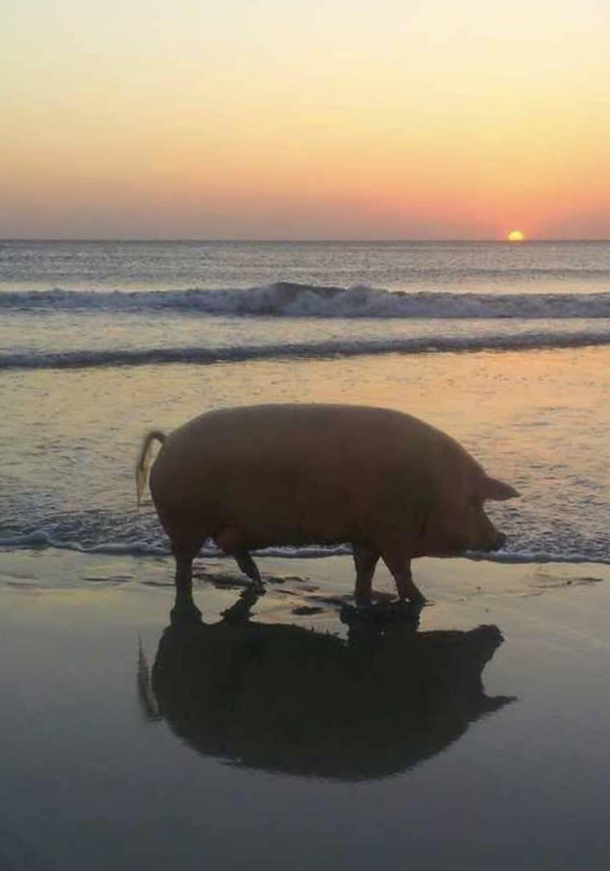 Ive seen your cow and I just wanted to say that me and my pig totally understand you