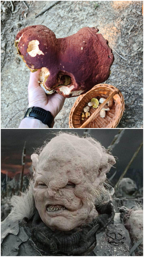 Ive sent photo of mushroom to a friend this was his reply