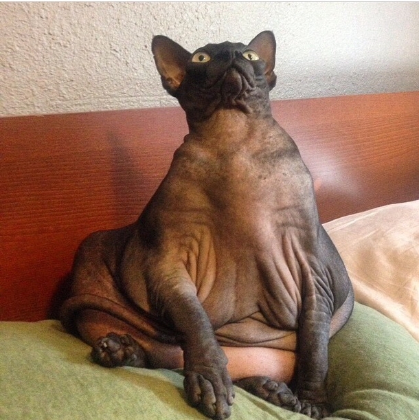 Jabba the Catt