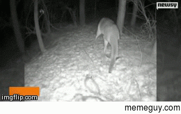 Jack in the box deer scared by opossum