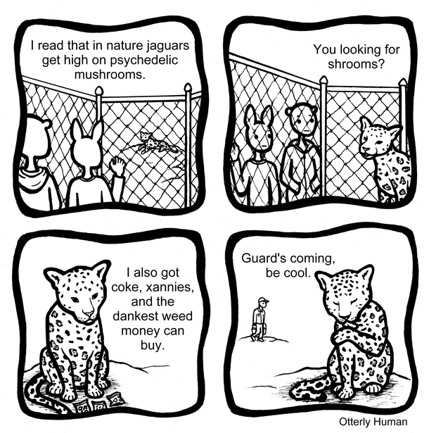 Jaguars 