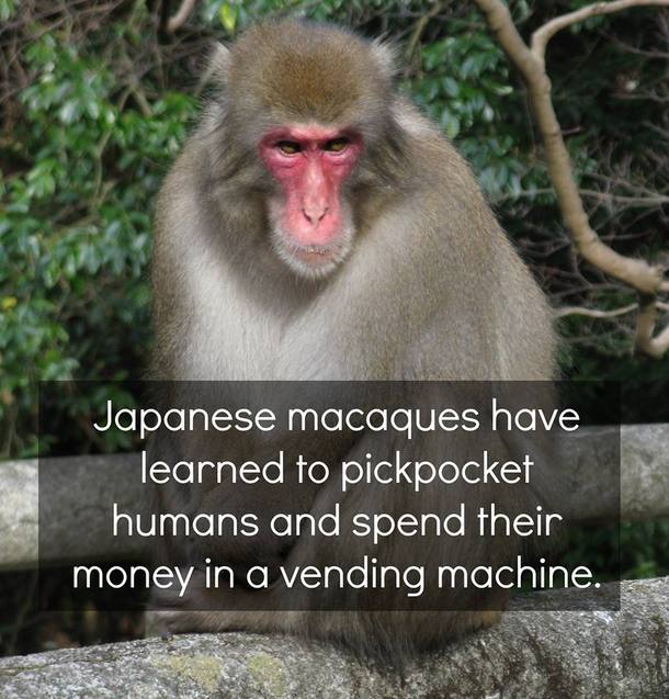 Japanese Macaques are assholes