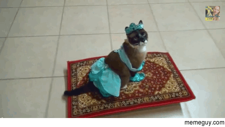Jasmine being shown the world