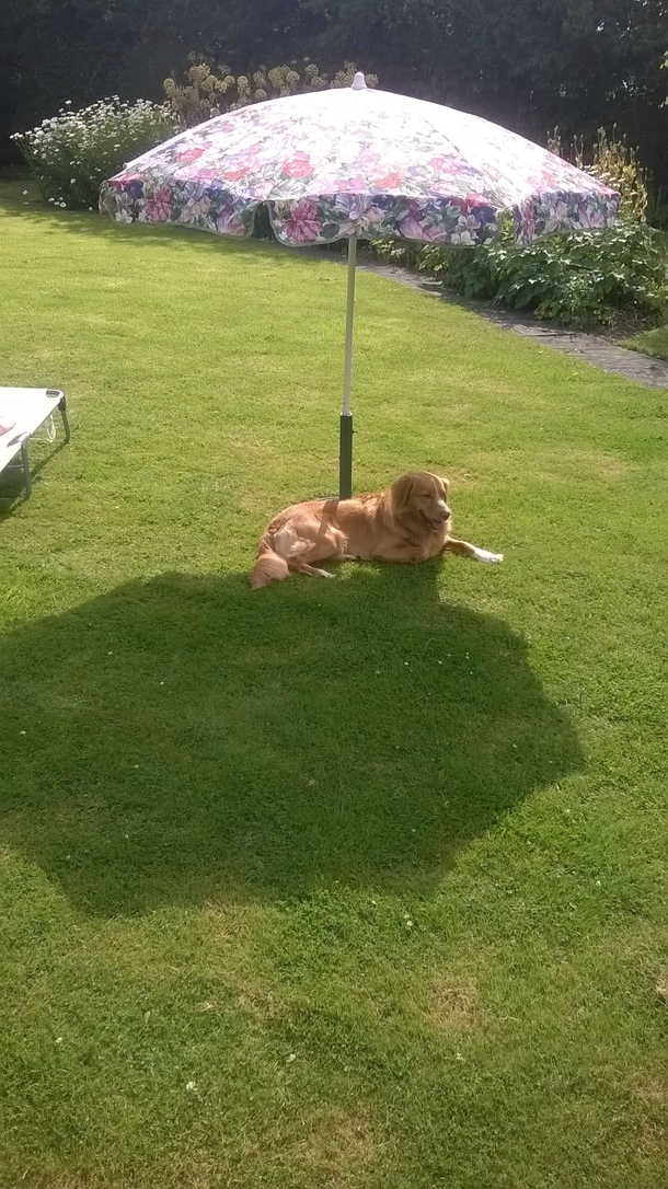 Jasper is still trying to figure out how shade works