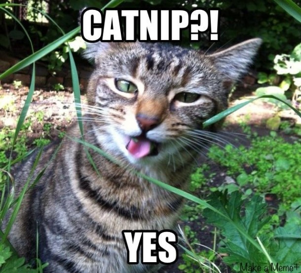 Jazzythecat and catnip