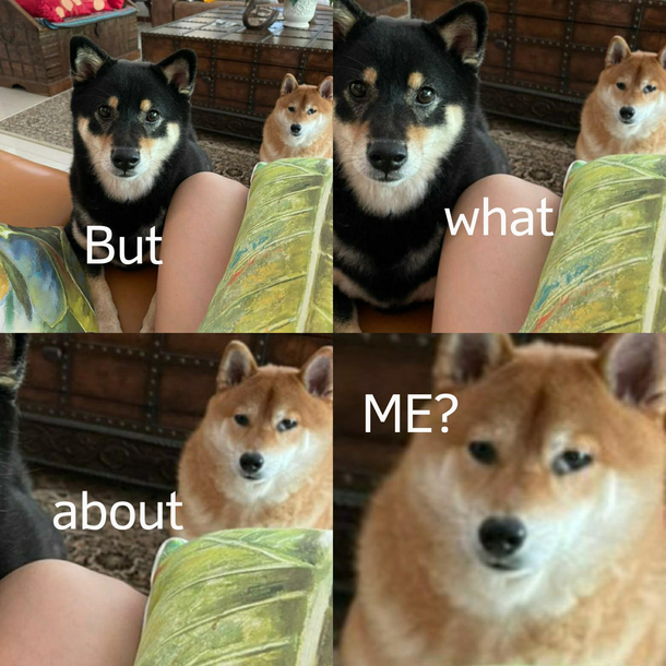 Jealous doge is jealous