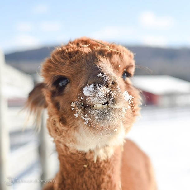 Jessica the Alpaca is up to no good