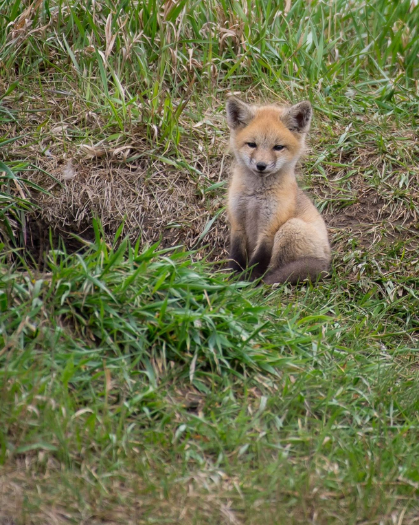 Judgemental fox cub is judging you Stop doing THAT RIGHT NOW