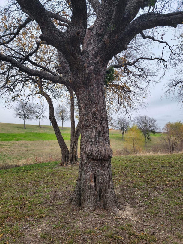 Junk in the trunk