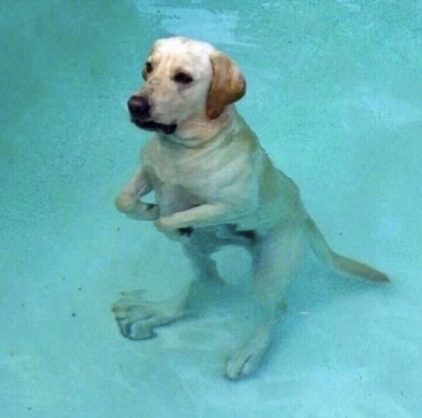 Jurassic bark