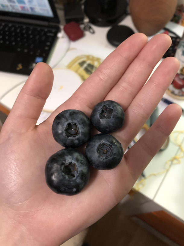jus ate some of the biggest ass blueberries of my life