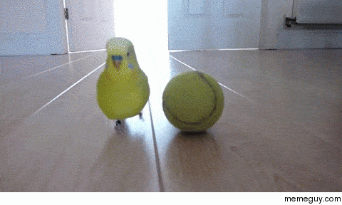 Just a bird and his tennis ball