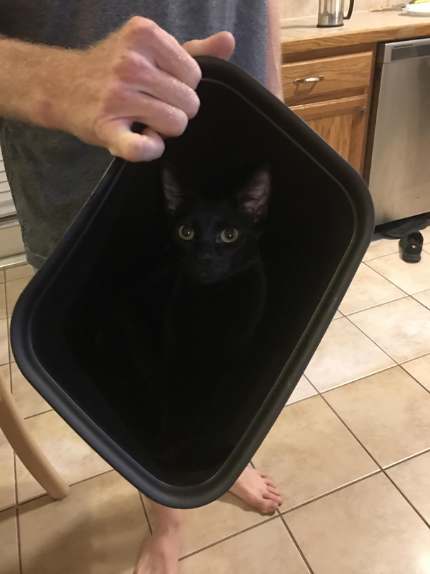 Just a black cat in a garbage can