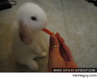 Just a bunny eating a carrot