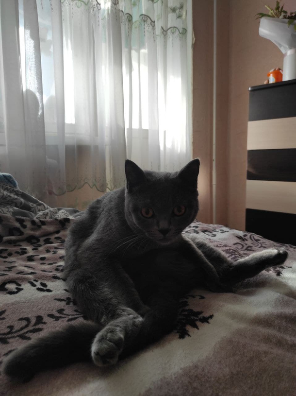 Just a cat sits like human