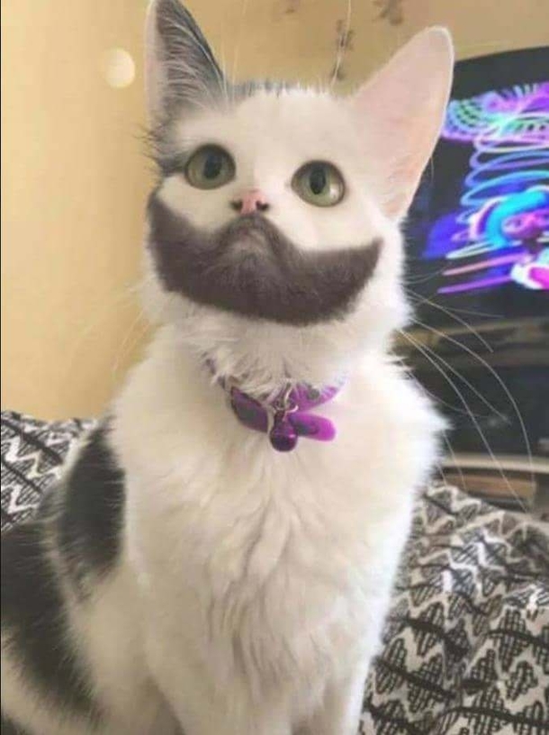 Just a cat with beard