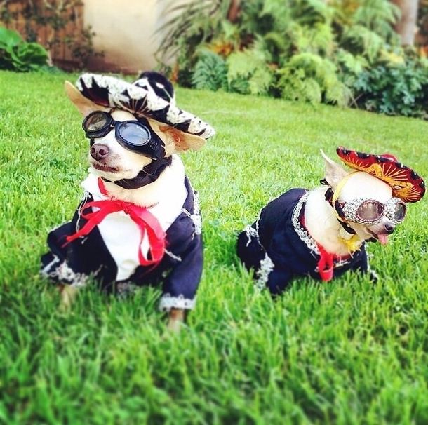 Just a couple amigos at the park