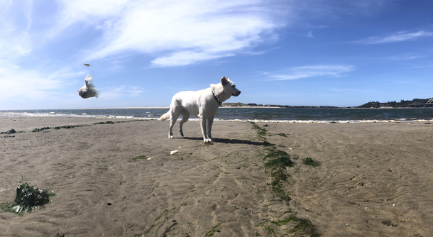 Just a cute panoramic of my dog until I realized half of her face was still in the sky