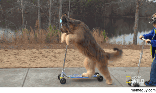 Just a dog cruising on a scooter