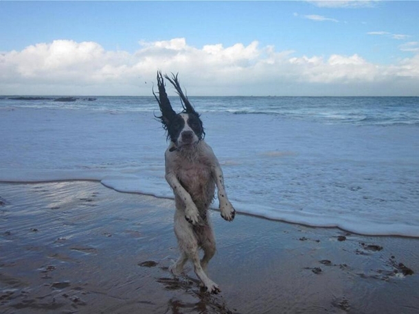 Just a dog going for a walk on the beach
