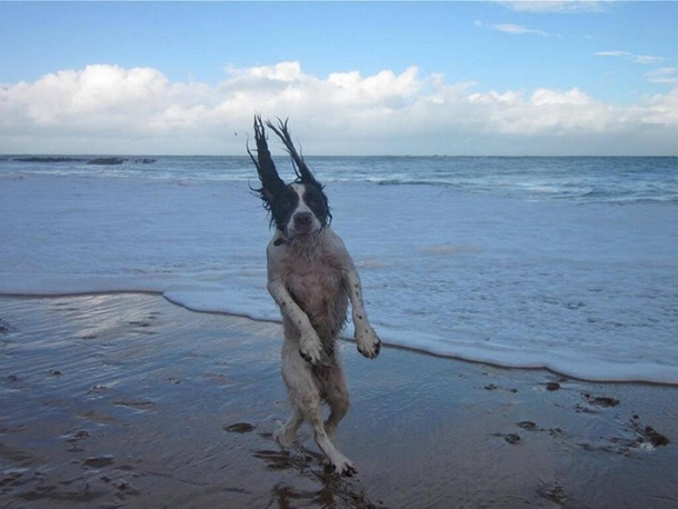 Just a dog going for a walk on the beach