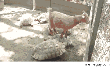 Just a goat on a turtle